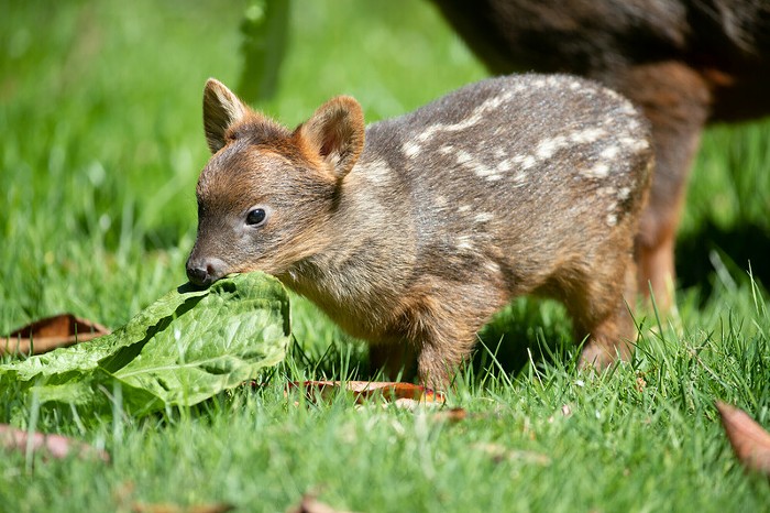 Armed Man Arrested Outside Kavanaugh's House, Three Seattle Beaches Will Be Closed This Summer, a Pudu Is Born